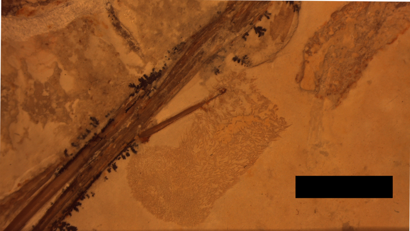 Illustration for article titled Exciting News: This Pterosaur Fossil May Be Full of Crap!